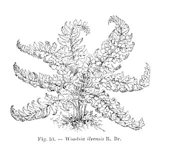 Woodsia ilvensis (dessin)