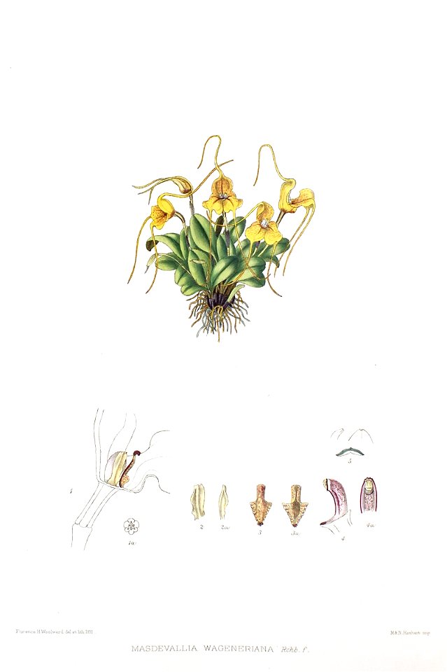 Woolward - The Genus Masdevallia - Masdevallia wageneriana