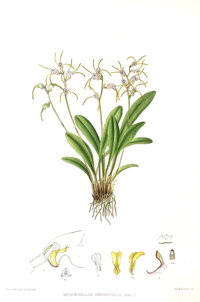 Woolward - The Genus Masdevallia - Masdevallia abbreviata