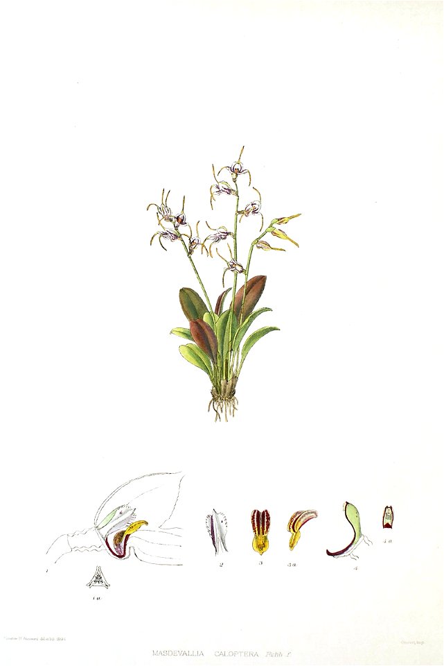 Woolward - The Genus Masdevallia - Masdevallia caloptera