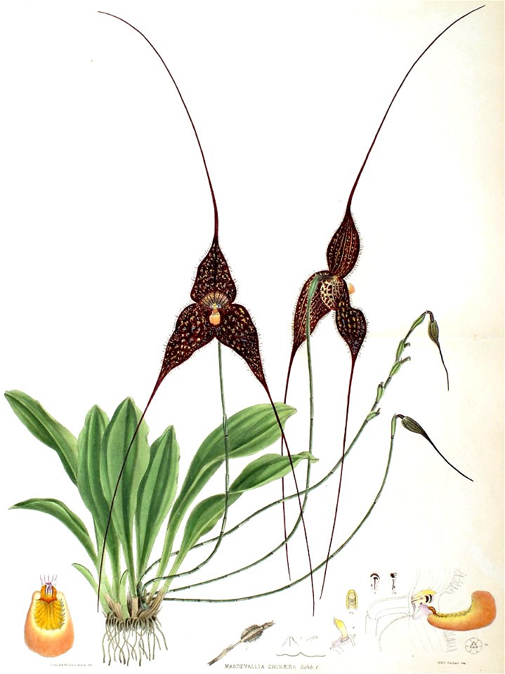 Woolward - The Genus Masdevallia - Masdevallia chimaera