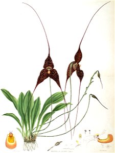 Woolward - The Genus Masdevallia - Masdevallia chimaera