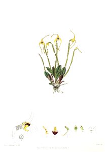 Woolward - The Genus Masdevallia - Masdevallia muscosa