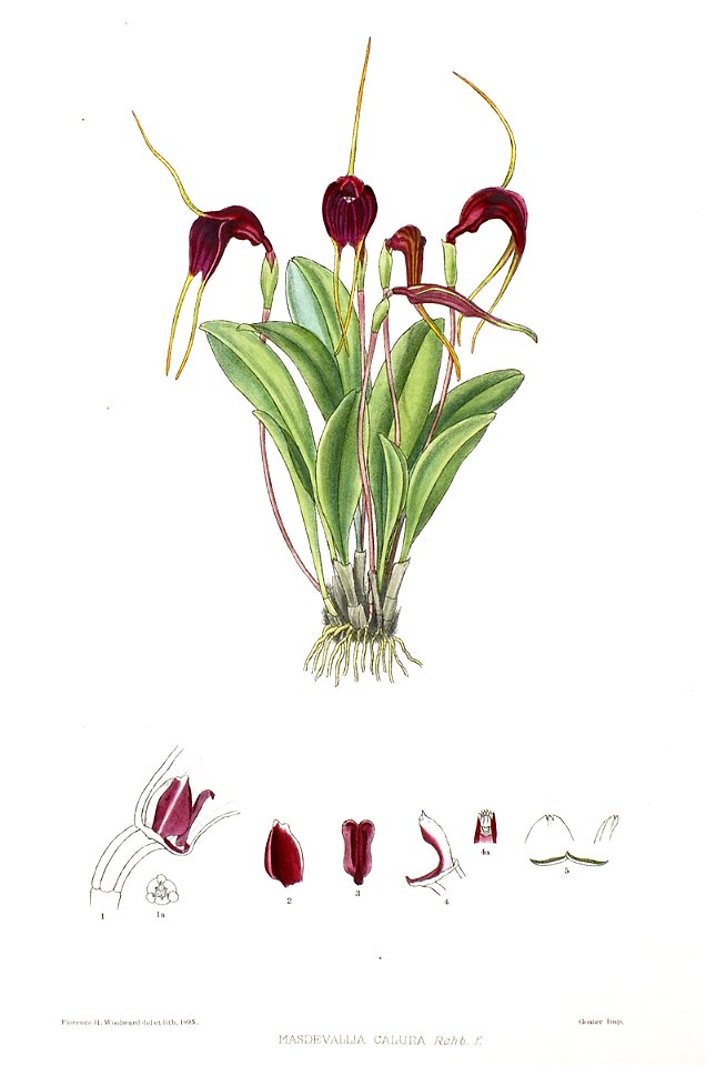 Woolward - The Genus Masdevallia - Masdevallia calura