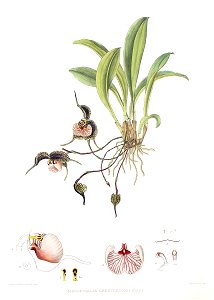 Woolward - The Genus Masdevallia - Masdevallia chestertonii