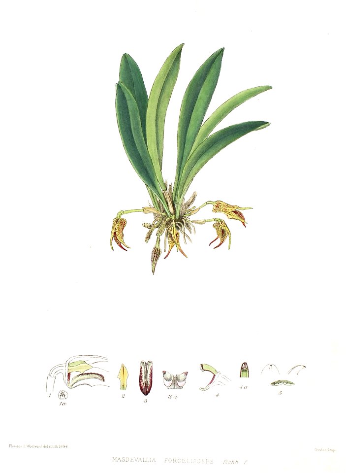 Woolward - The Genus Masdevallia - Masdevallia porcelliceps
