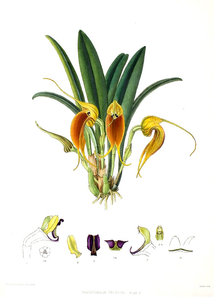 Woolward - The Genus Masdevallia - Masdevallia velifera