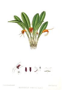 Woolward - The Genus Masdevallia - Masdevallia demissa