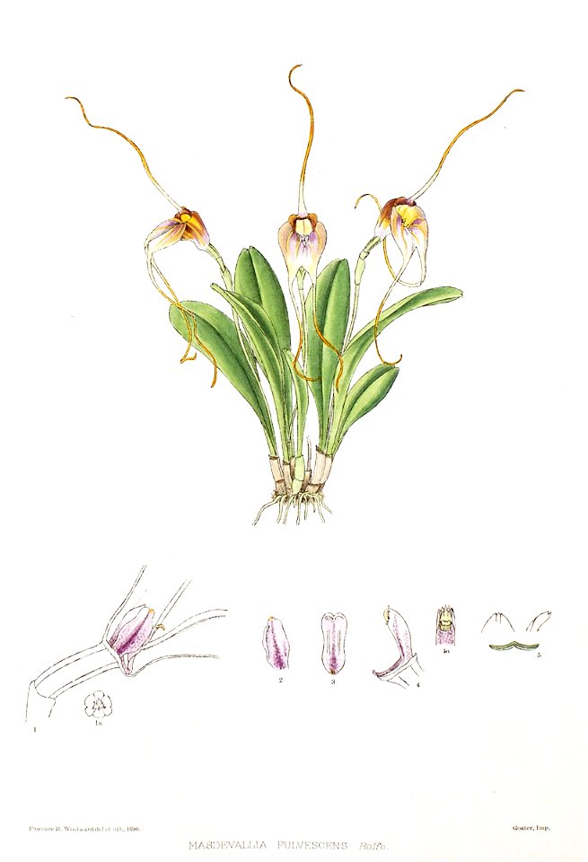 Woolward - The Genus Masdevallia - Masdevallia fulvescens