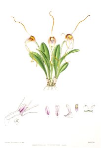 Woolward - The Genus Masdevallia - Masdevallia fulvescens