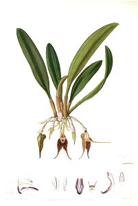 Woolward - The Genus Masdevallia - Masdevallia leontoglossa