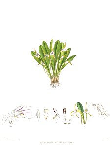 Woolward - The Genus Masdevallia - Masdevallia attenuata