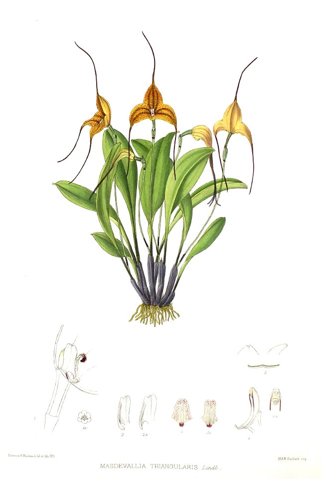 Woolward - The Genus Masdevallia - Masdevallia triangularis