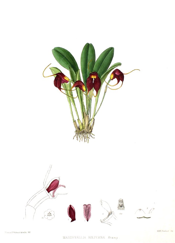 Woolward - The Genus Masdevallia - Masdevallia rolfeana
