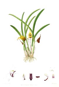 Woolward - The Genus Masdevallia - Masdevallia civilis
