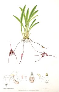 Woolward - The Genus Masdevallia - Masdevallia erythrochaete
