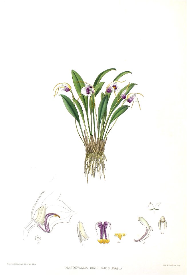 Woolward - The Genus Masdevallia - Masdevallia ionocharis