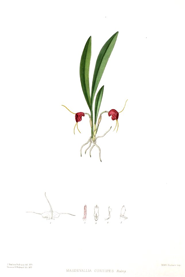 Woolward - The Genus Masdevallia - Masdevallia curtipes