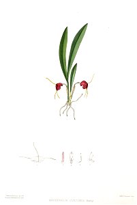Woolward - The Genus Masdevallia - Masdevallia curtipes