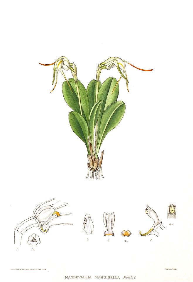 Woolward - The Genus Masdevallia - Masdevallia marginella