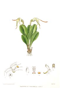 Woolward - The Genus Masdevallia - Masdevallia marginella