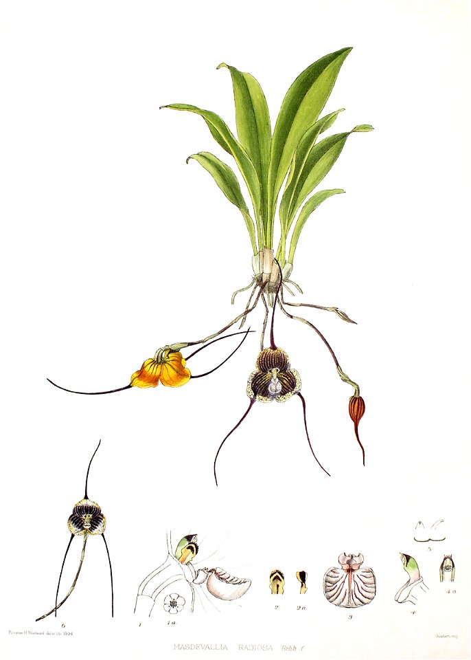 Woolward - The Genus Masdevallia - Masdevallia radiosa