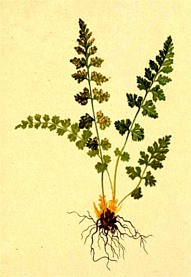 Woodsia hyperborea Atlas Alpenflora