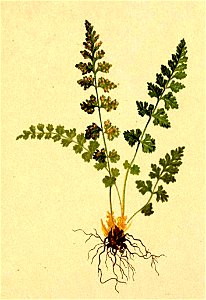 Woodsia hyperborea Atlas Alpenflora. Free illustration for personal and commercial use.