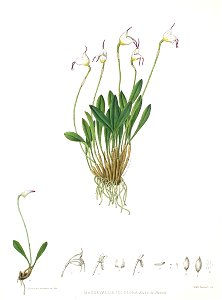 Woolward - The Genus Masdevallia - Masdevallia uniflora. Free illustration for personal and commercial use.