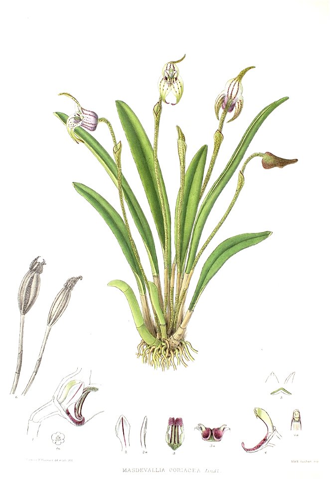 Woolward - The Genus Masdevallia - Masdevallia coriacea