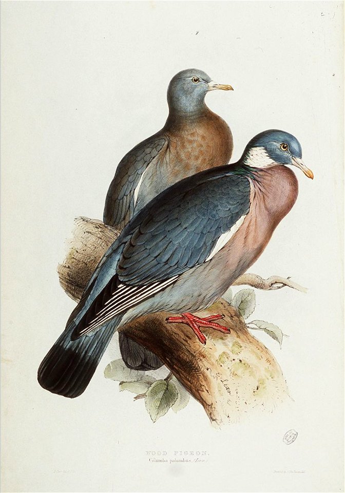 Wood pigeon