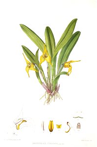 Woolward - The Genus Masdevallia - Masdevallia fragrans. Free illustration for personal and commercial use.