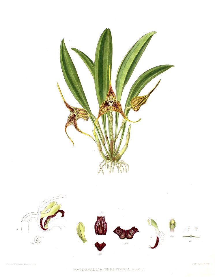 Woolward - The Genus Masdevallia - Masdevallia peristeria