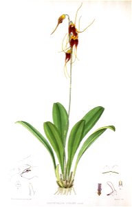 Woolward - The Genus Masdevallia - Masdevallia schlimii