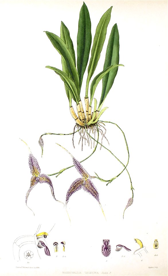 Woolward - The Genus Masdevallia - Masdevallia trinema