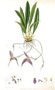 Woolward - The Genus Masdevallia - Masdevallia trinema