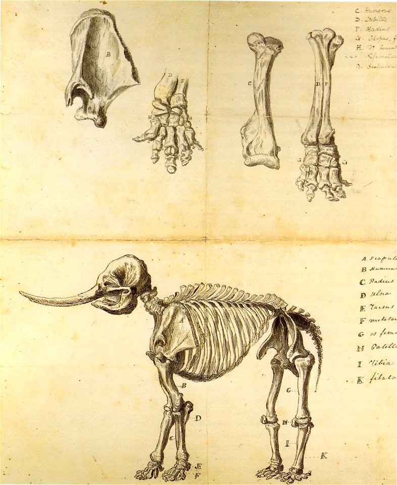 Working sketch of the mastodon rembrandt peale