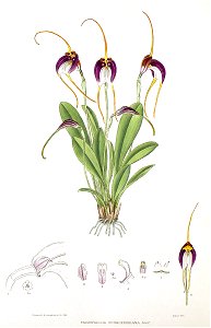 Woolward - The Genus Masdevallia - Masdevallia schroederiana