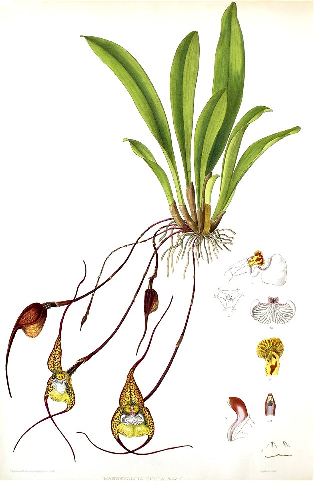 Woolward - The Genus Masdevallia - Masdevallia bella