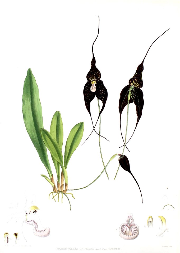 Woolward - The Genus Masdevallia - Masdevallia chimaera var. roezlii