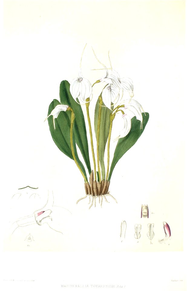 Woolward - The Genus Masdevallia - Masdevallia tovarensis