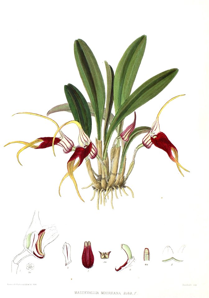 Woolward - The Genus Masdevallia - Masdevallia mooreana