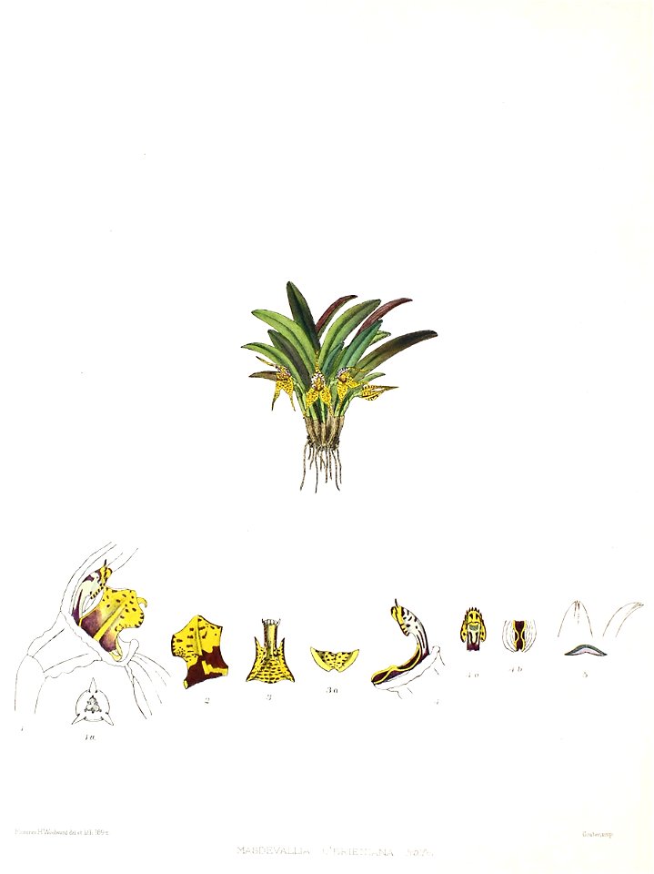 Woolward - The Genus Masdevallia - Masdevallia obrieniana