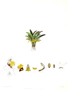 Woolward - The Genus Masdevallia - Masdevallia obrieniana