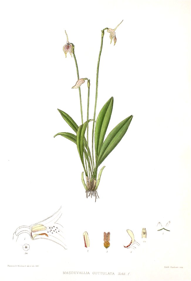 Woolward - The Genus Masdevallia - Masdevallia guttulata