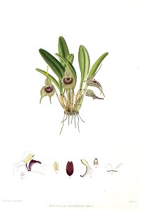 Woolward - The Genus Masdevallia - Masdevallia pachyantha