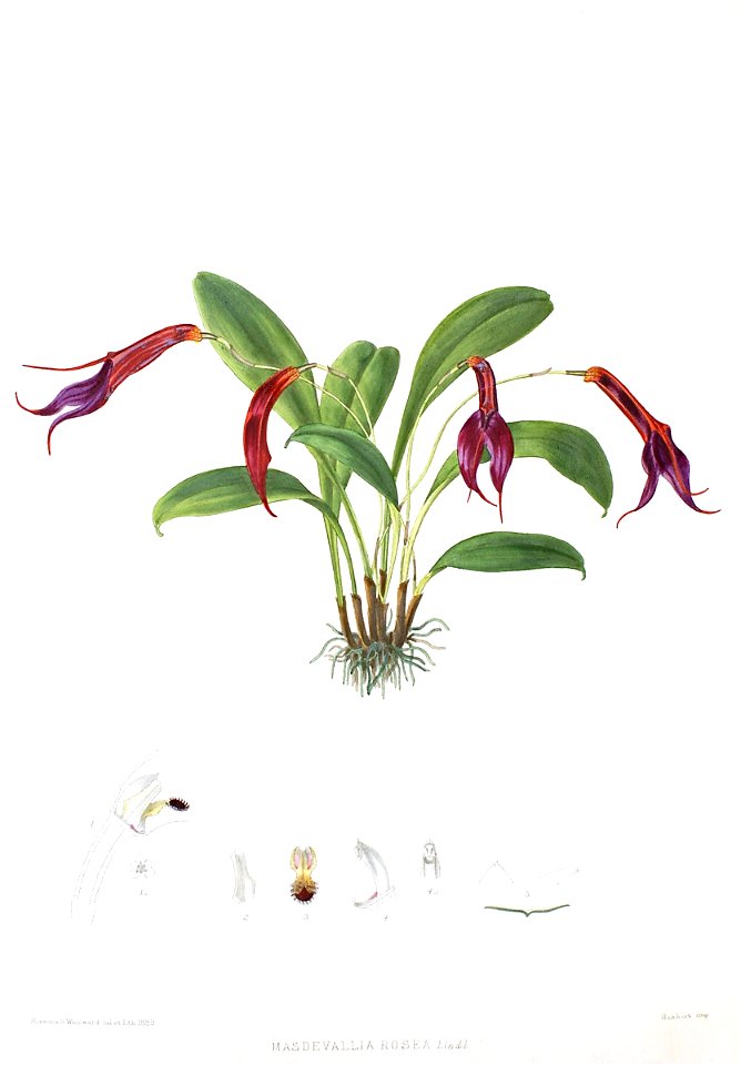 Woolward - The Genus Masdevallia - Masdevallia rosea