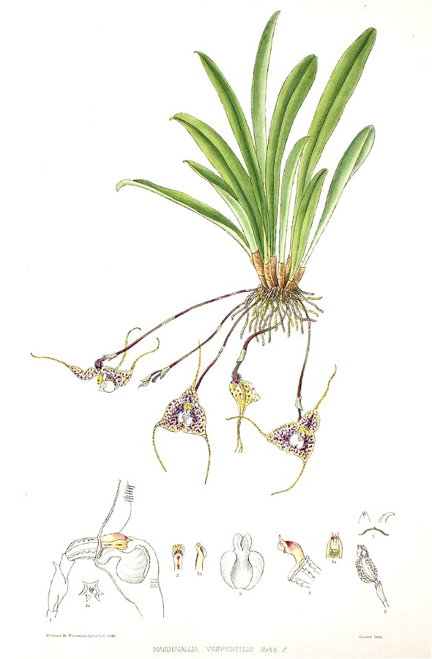 Woolward - The Genus Masdevallia - Masdevallia vespertilio