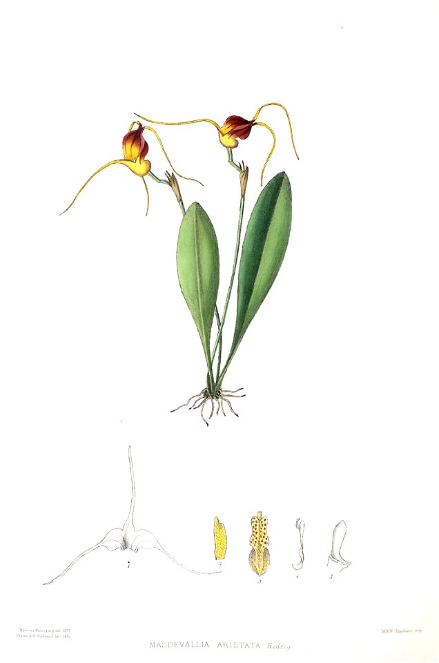 Woolward - The Genus Masdevallia - Masdevallia aristata