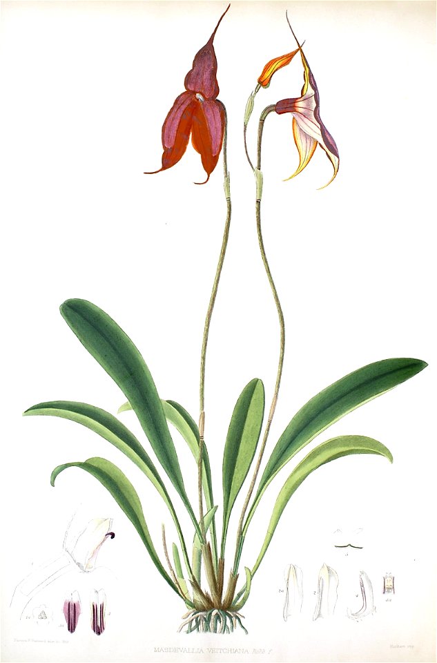 Woolward - The Genus Masdevallia - Masdevallia veitchiana